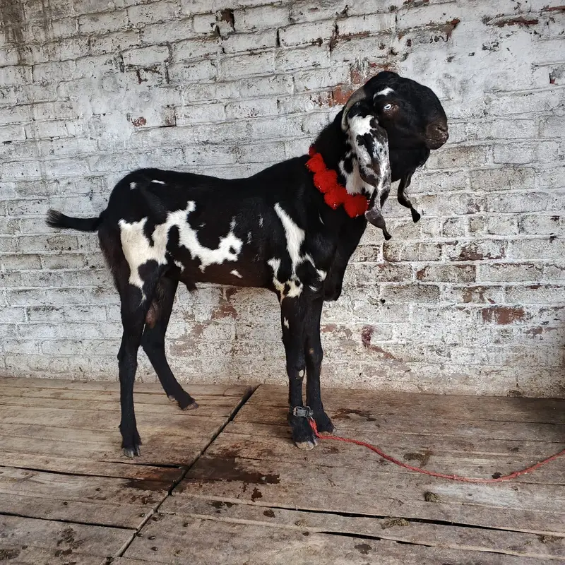 Amratsari Beetal breeder buck / Male — photo 4