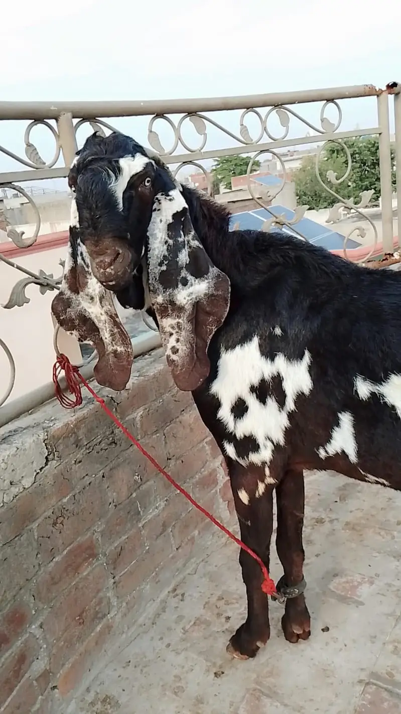 Amratsari Beetal breeder buck / Male — photo 8