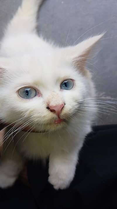 Persian kitten age 2 month