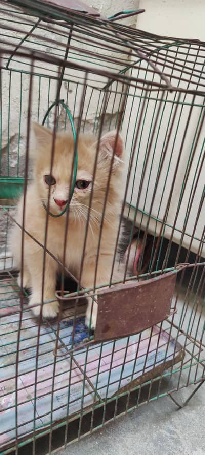 Persian cat kitten for sale