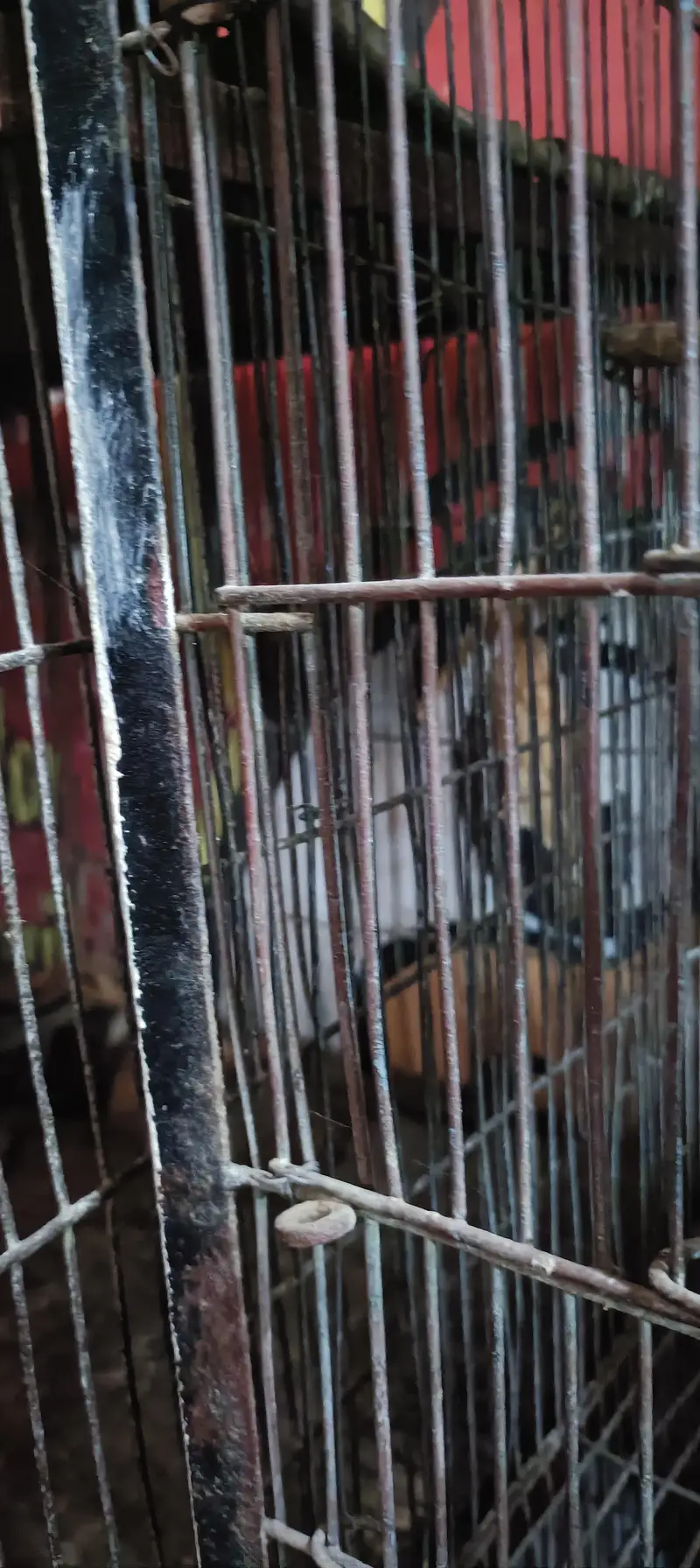 parrot cage — photo 4