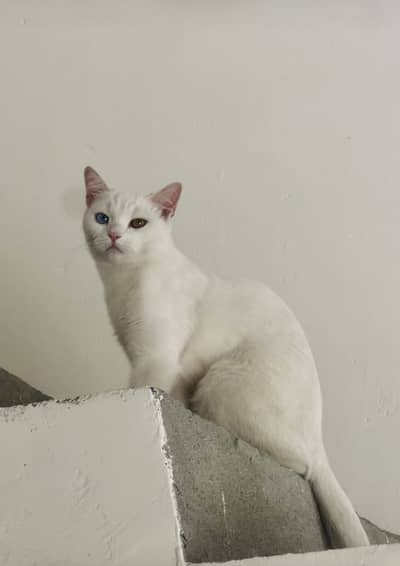 Female cat with odd eyes