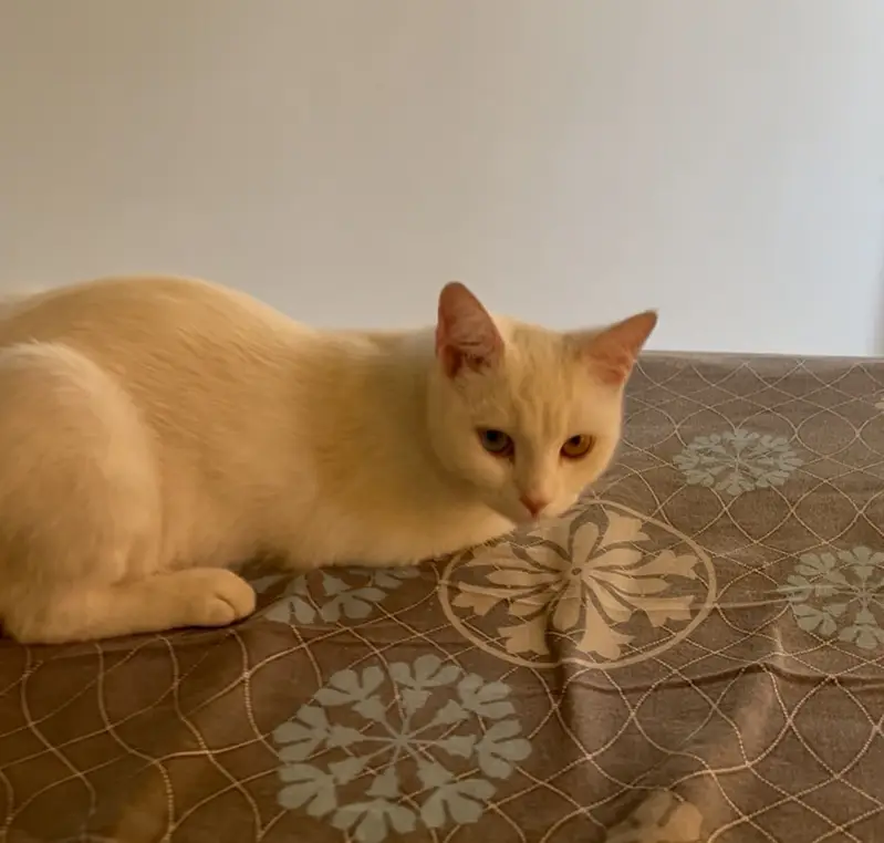 Female cat with odd eyes — photo 2