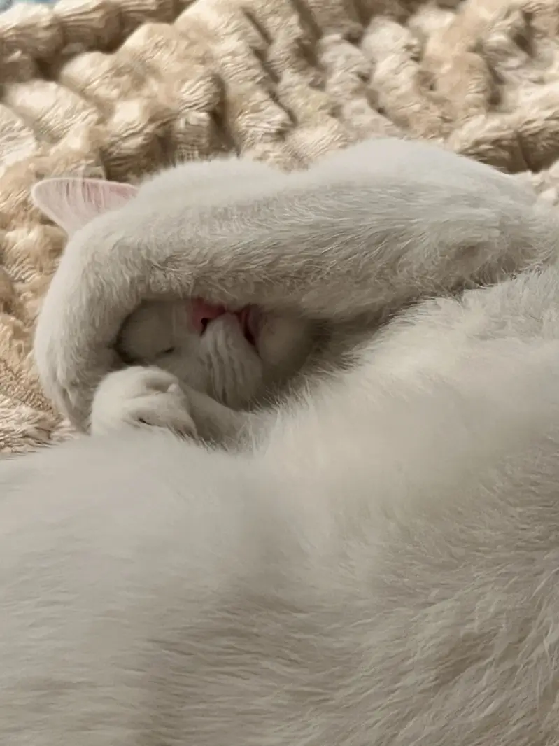 Female cat with odd eyes — photo 3