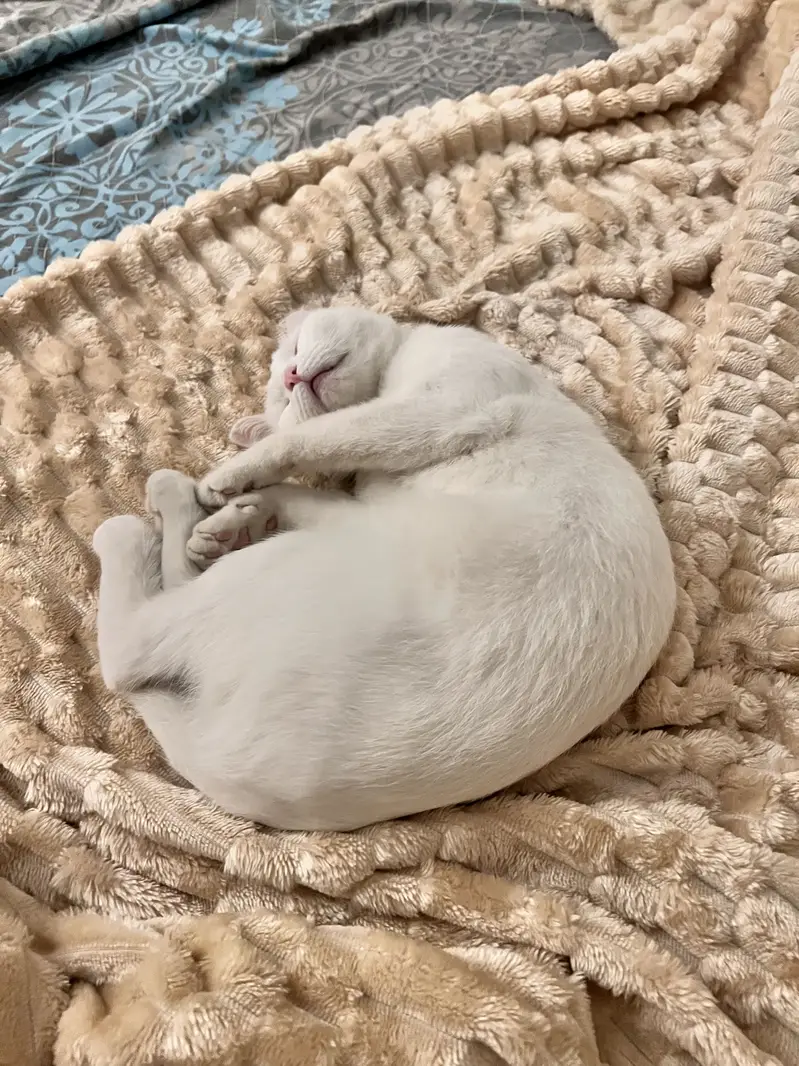Female cat with odd eyes — photo 4