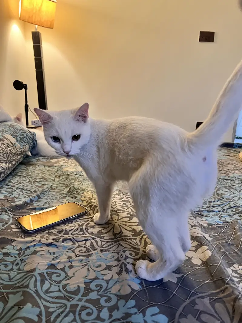 Female cat with odd eyes — photo 5