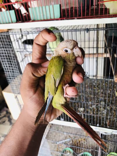 Pineapple conure handtame