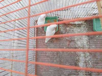albino Red eye pair