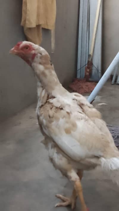 cheeni murgi for sale