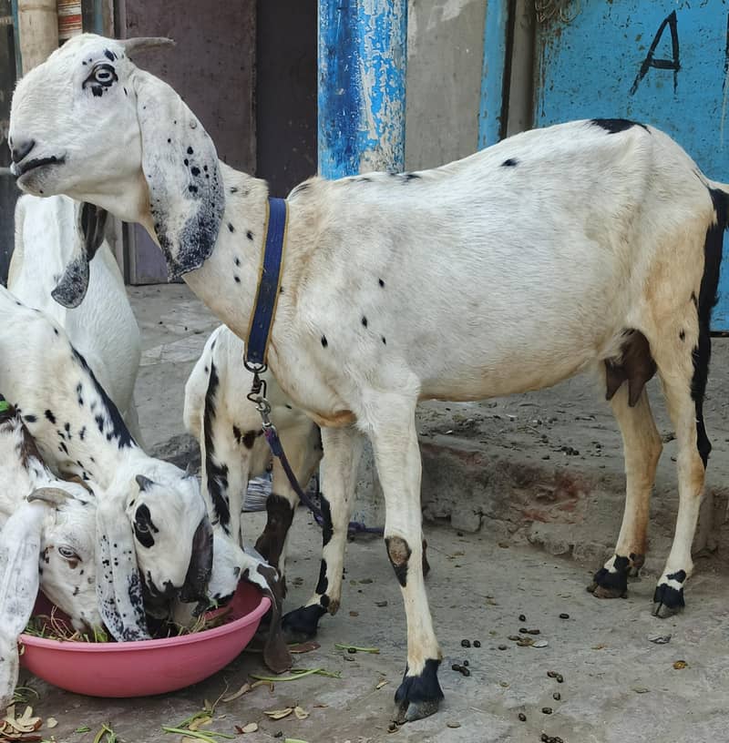 صحت مند اور خوبصورت بکریاں برائے فروخت 0
