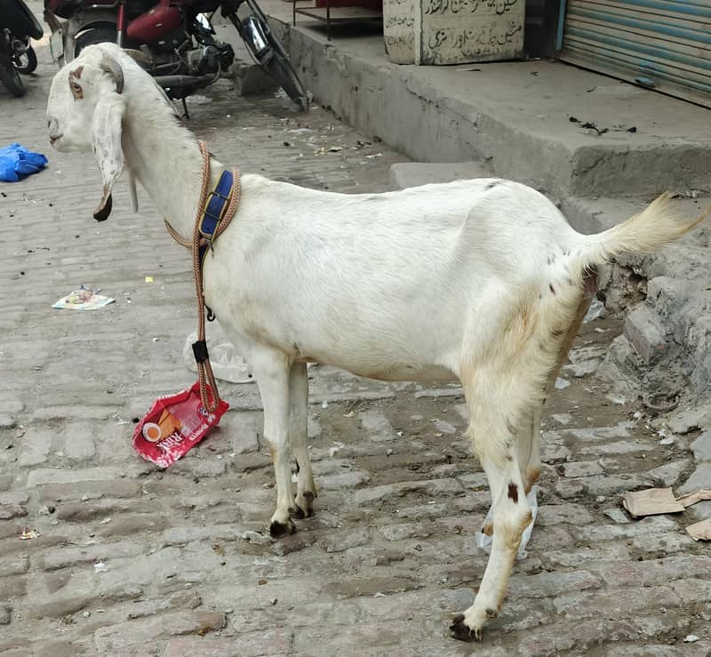 صحت مند اور خوبصورت بکریاں برائے فروخت 1