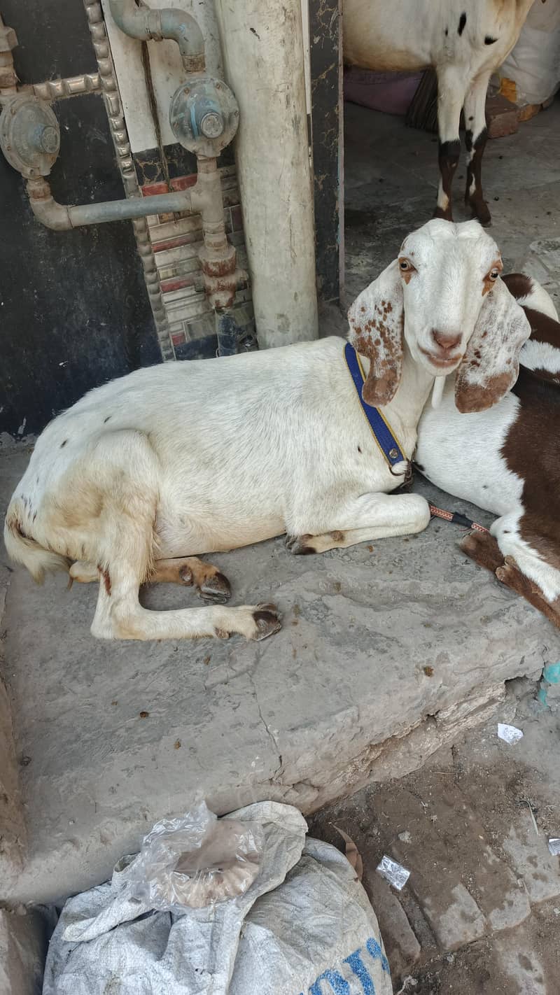 صحت مند اور خوبصورت بکریاں برائے فروخت 2