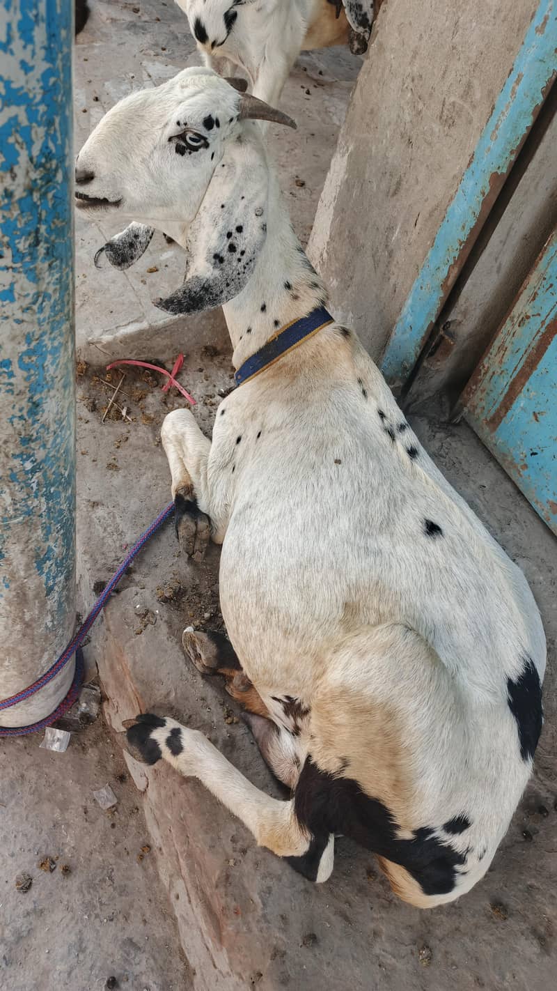 صحت مند اور خوبصورت بکریاں برائے فروخت 3