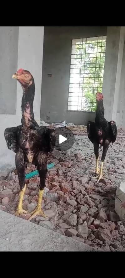 2 black shamo patha age 7 month hight 29inch for sale