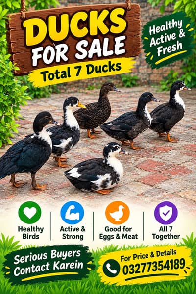 Adult Ducks