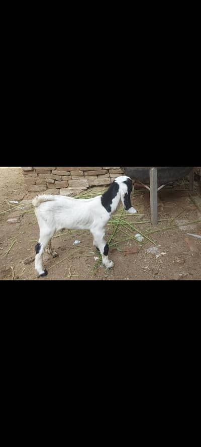 bakra goat bakri Faisalabad