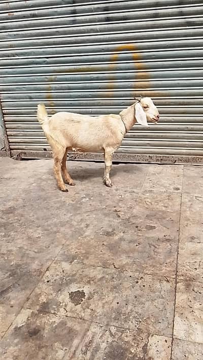 TAPRI BAKRI 2 MONTH GABBAN