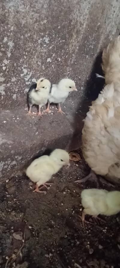 Heera chicks