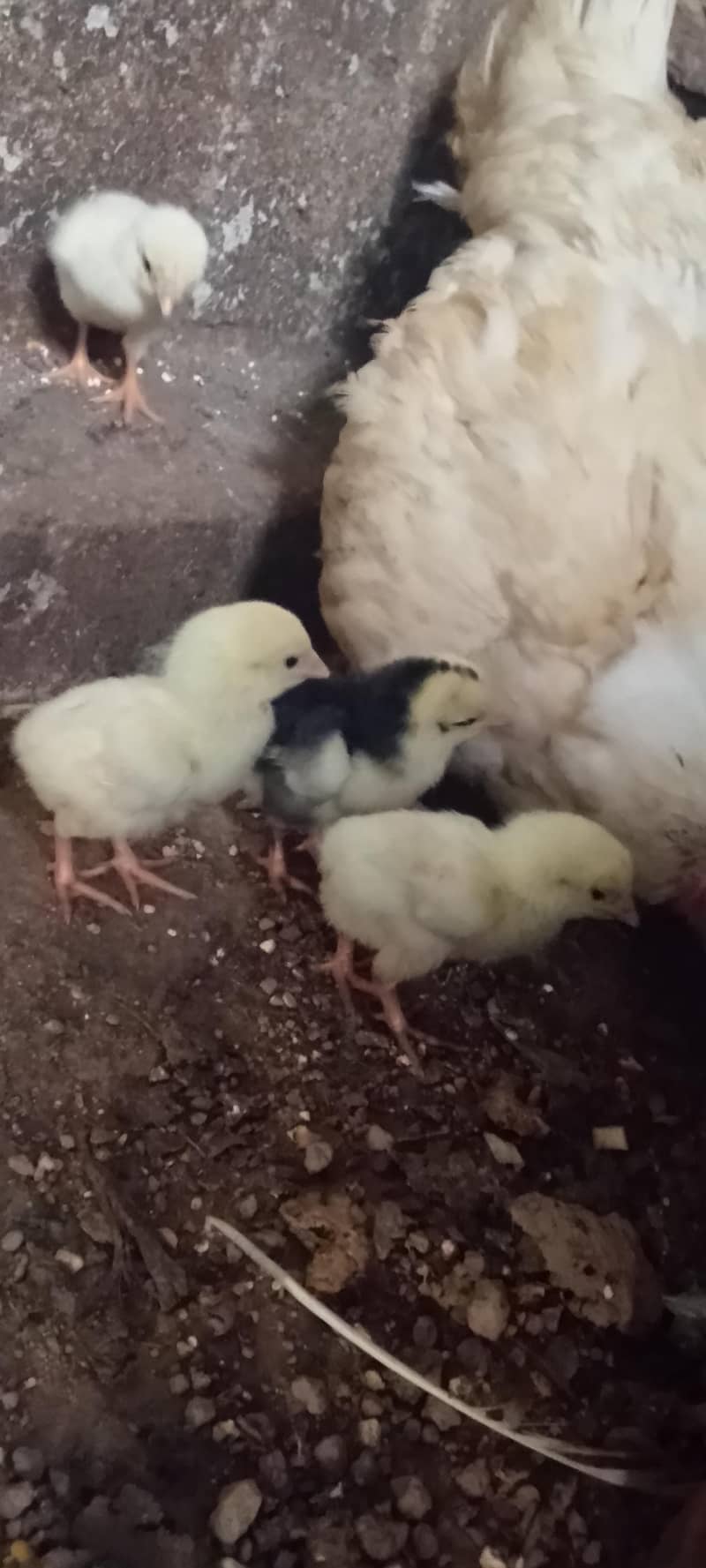 Heera chicks 1
