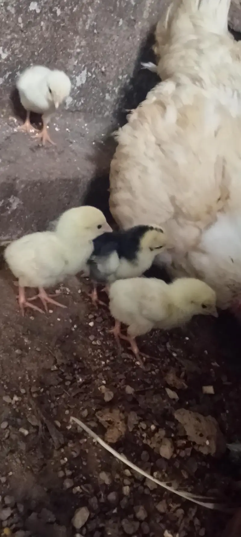 Heera chicks — photo 2