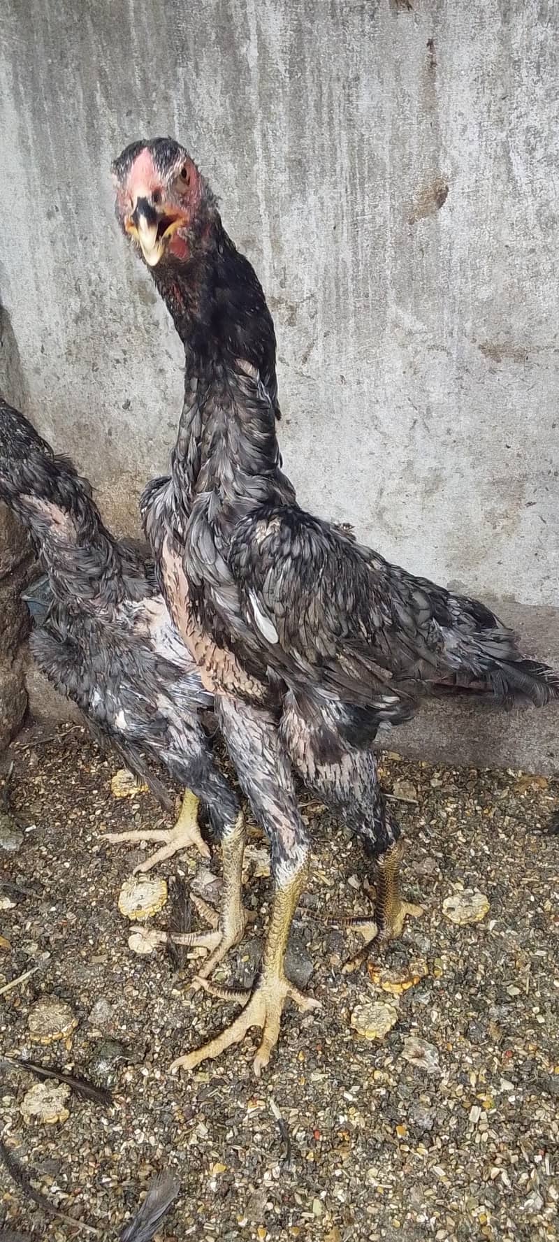 Heera chicks 2