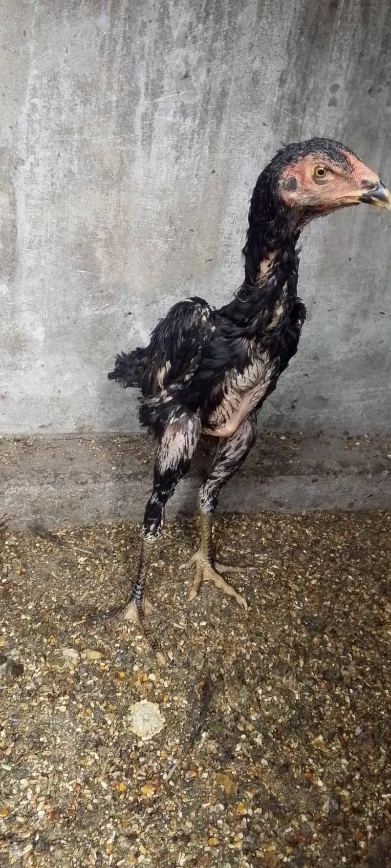 Heera chicks 5