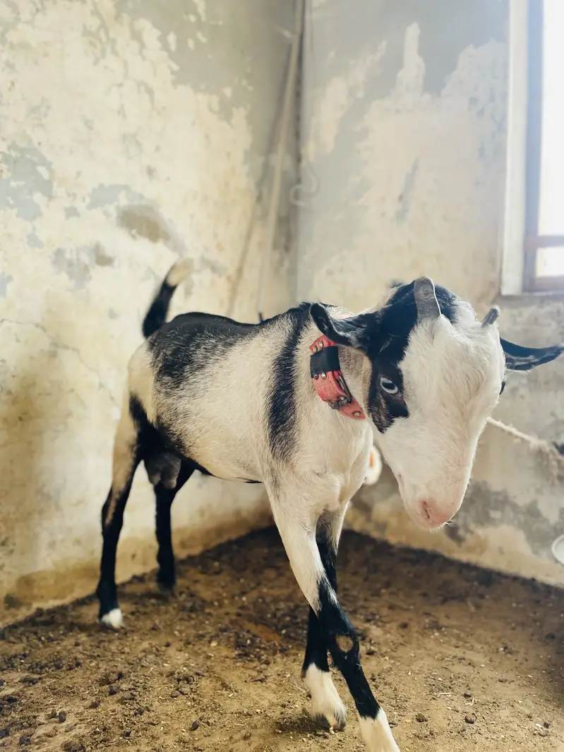 FULL PURE ABLAK GULABI TEDDY BAKRA — photo 3
