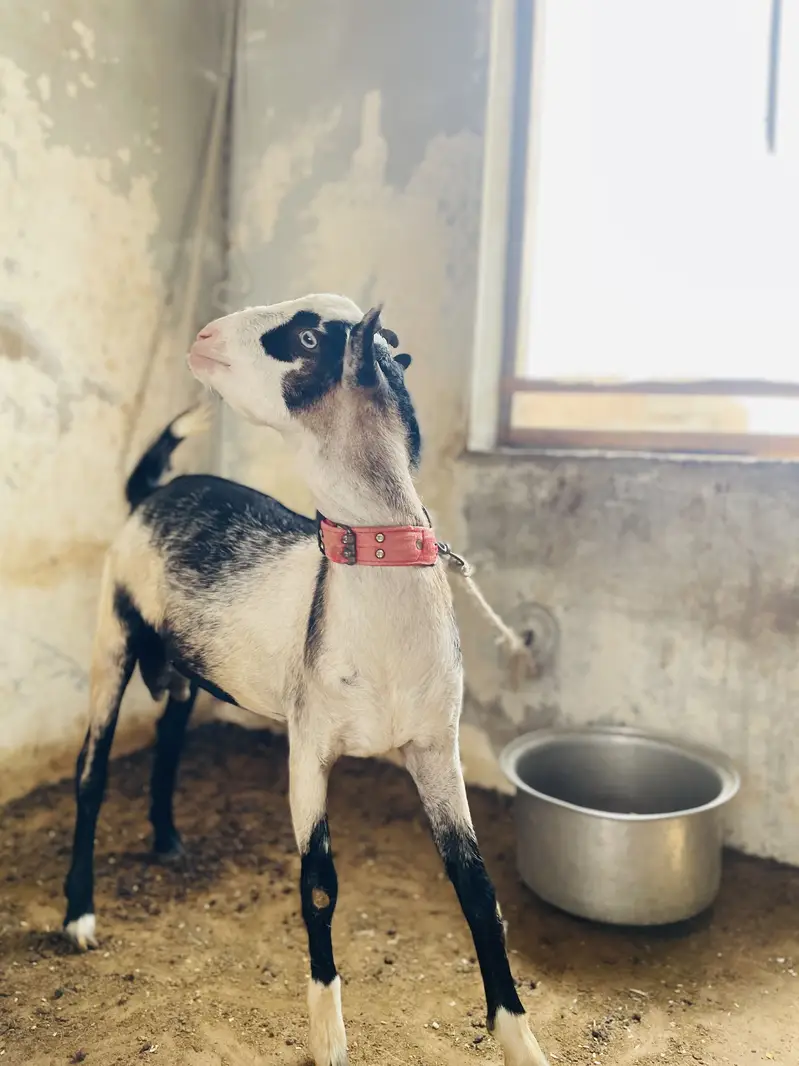 FULL PURE ABLAK GULABI TEDDY BAKRA — photo 5
