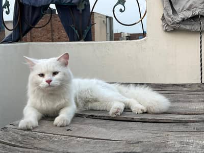 white Cat persion 03071708239