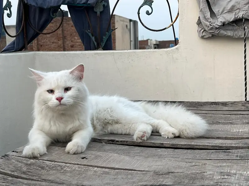 white Cat persion 03071708239 — photo 2