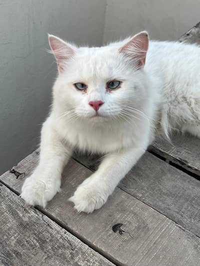 white Cat persion 03071708239