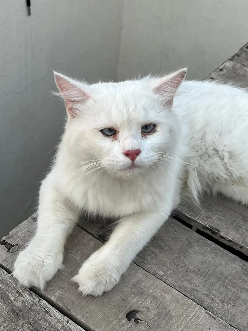 white Cat persion 03071708239 — photo 3