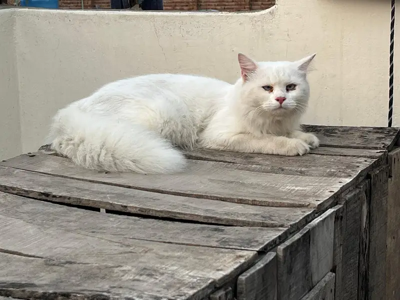 white Cat persion 03071708239 — photo 4