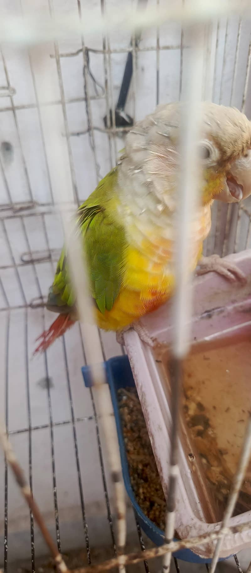 pineapple canure 3