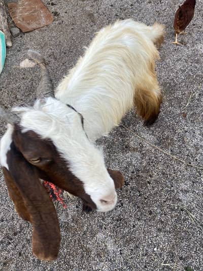 Male and female goats for sale