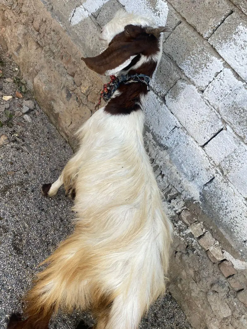 Male and female goats for sale — photo 2