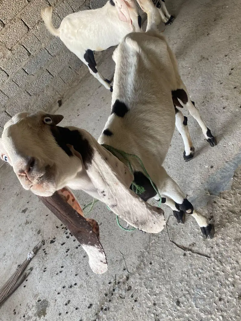 Male and female goats for sale — photo 3