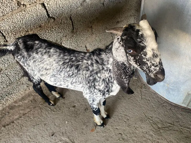 Male and female goats for sale — photo 4