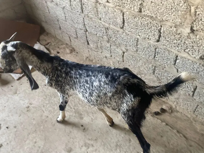 Male and female goats for sale — photo 5