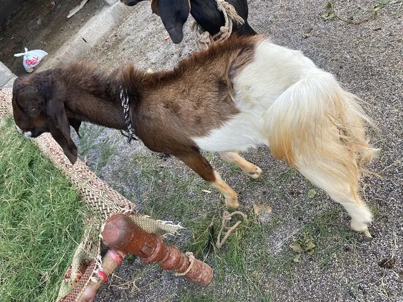 Male and female goats for sale — photo 6