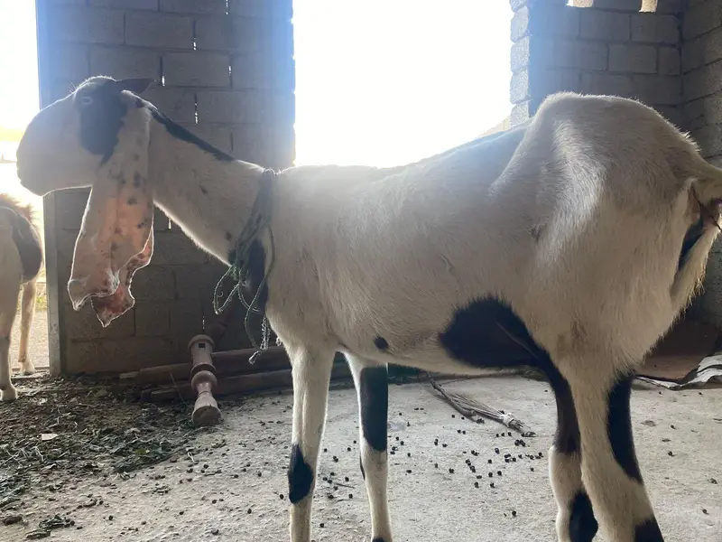 Male and female goats for sale — photo 7