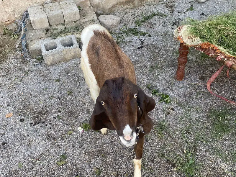 Male and female goats for sale — photo 8