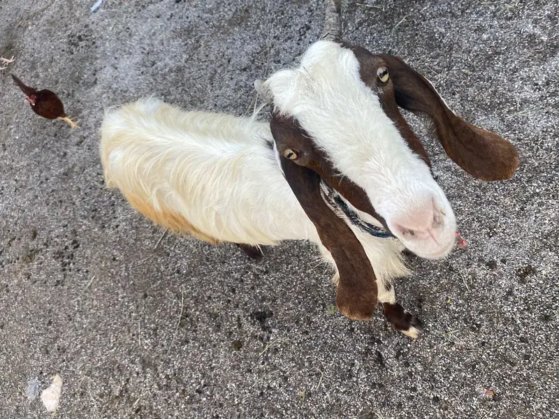 Male and female goats for sale — photo 9