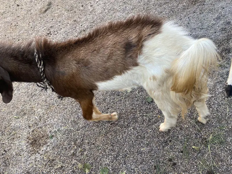 Male and female goats for sale — photo 10