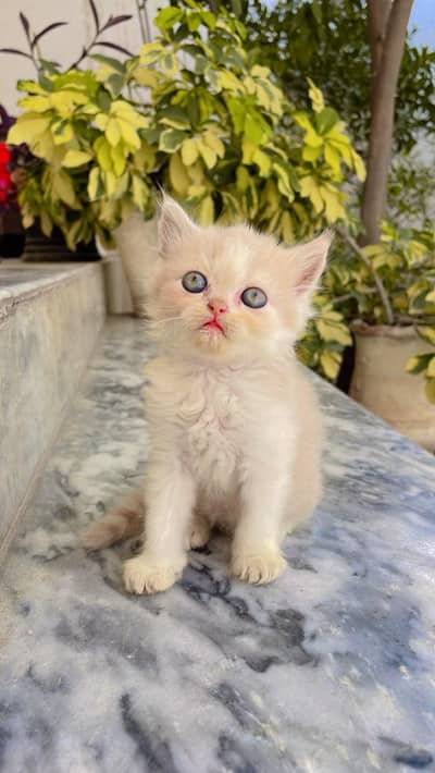 beautiful kittens