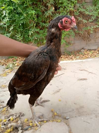 black female#@