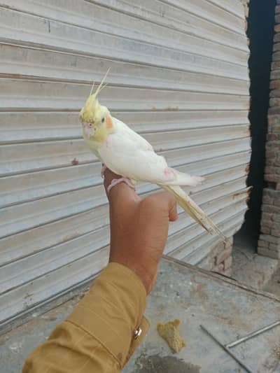 hand taim