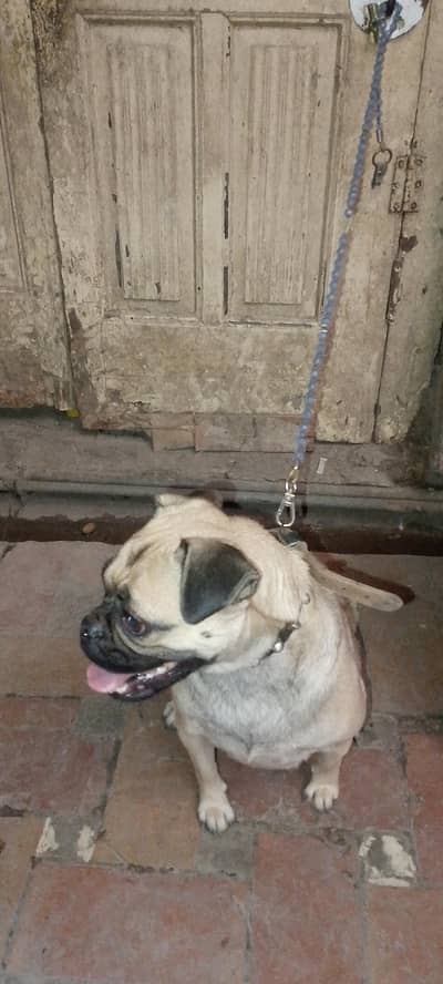 Pug female home breed available for sale