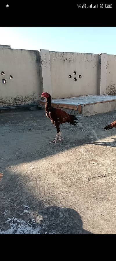 2 female and 1 aseel patho ka jora