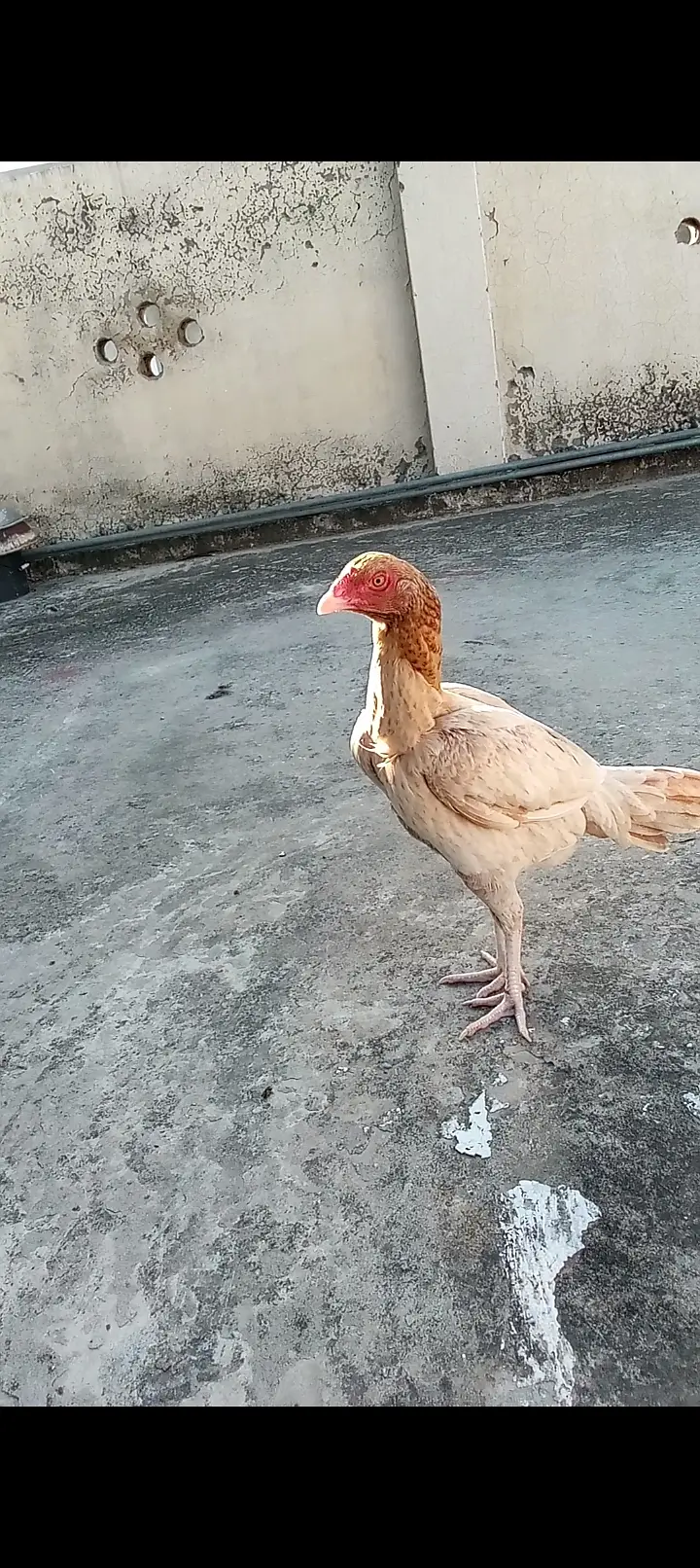2 female and 1 aseel patho ka jora — photo 2